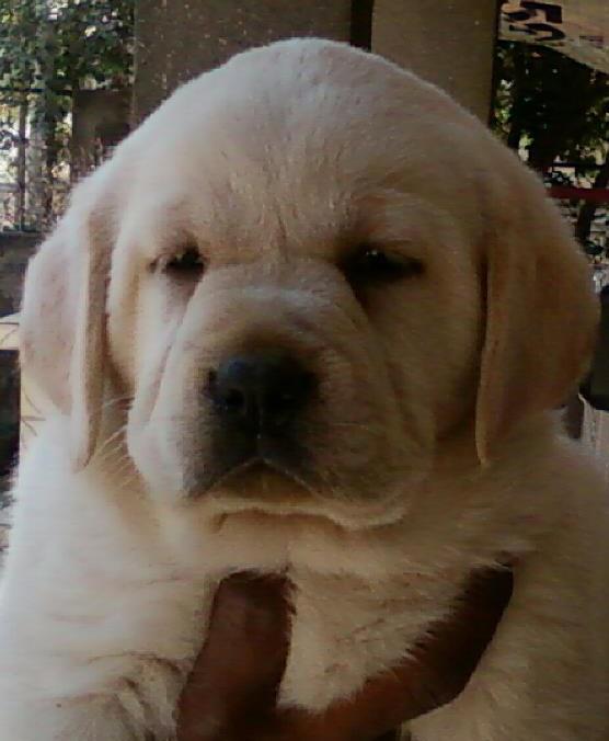Image of Labrador posted on 2022-08-22 04:07:05 from PUNE